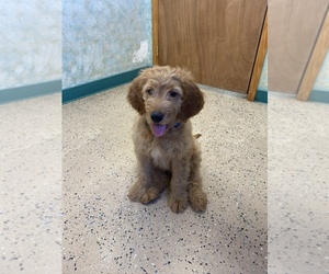 Goldendoodle Puppy for sale in FOUNTAIN, CO, USA