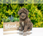 Puppy Matrix Poodle (Standard)