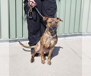 Plott Hound Dogs for adoption in Louisville, KY, USA