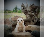 Small Photo #24 Goldendoodle Puppy For Sale in CHEYENNE, WY, USA