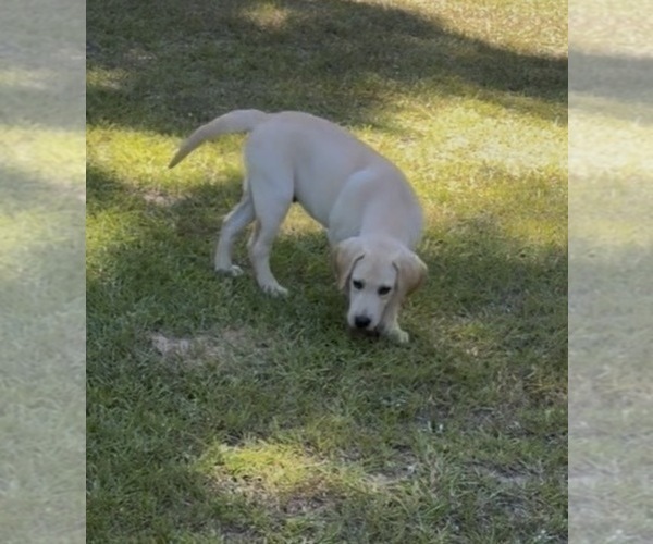 Medium Photo #1 Labrador Retriever Puppy For Sale in OSYKA, MS, USA