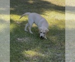 Image preview for Ad Listing. Nickname: Lt Blue collar
