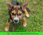 Small Photo #5 American Staffordshire Terrier-Unknown Mix Puppy For Sale in Milton, FL, USA