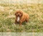Small Photo #6 Goldendoodle (Miniature) Puppy For Sale in TOPEKA, IN, USA