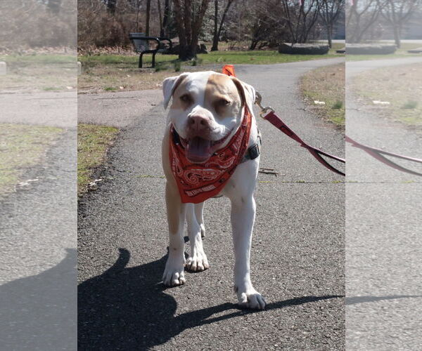 Medium Photo #22 Mutt Puppy For Sale in Philadelphia, PA, USA