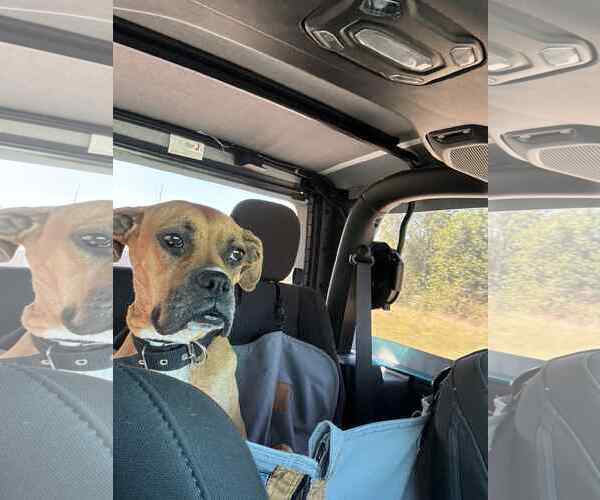 Medium Photo #6 Boxer Puppy For Sale in Burnsville, MN, USA