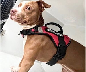 Mutt Dogs for adoption in Houston, TX, USA