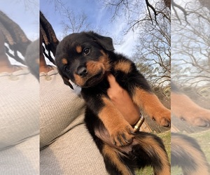 Rottweiler Puppy for sale in EAST POINT, GA, USA