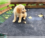 Small #5 Goldendoodle