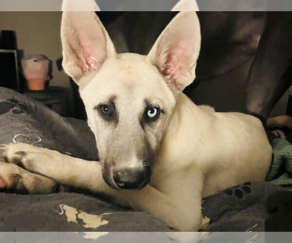 Medium Photo #3 Huskies -Unknown Mix Puppy For Sale in MECHANICSBURG, PA, USA