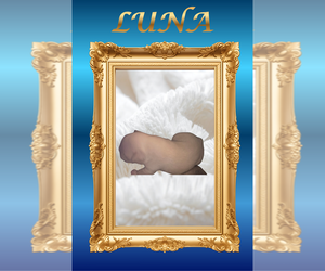 Medium French Bulldog