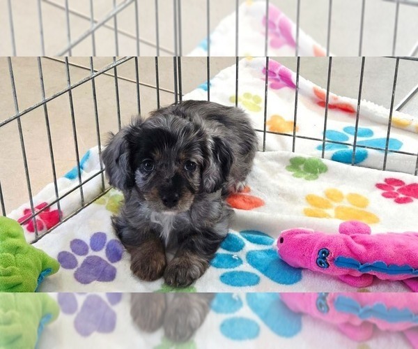 Medium Photo #8 Cavapoo (Miniature)-Poodle (Toy) Mix Puppy For Sale in ORO VALLEY, AZ, USA