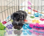 Willow - Female Cavapoo (Miniature)-Poodle (Toy) Mix Puppy for Sale - Photo #8