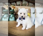 Small #1 Pomsky