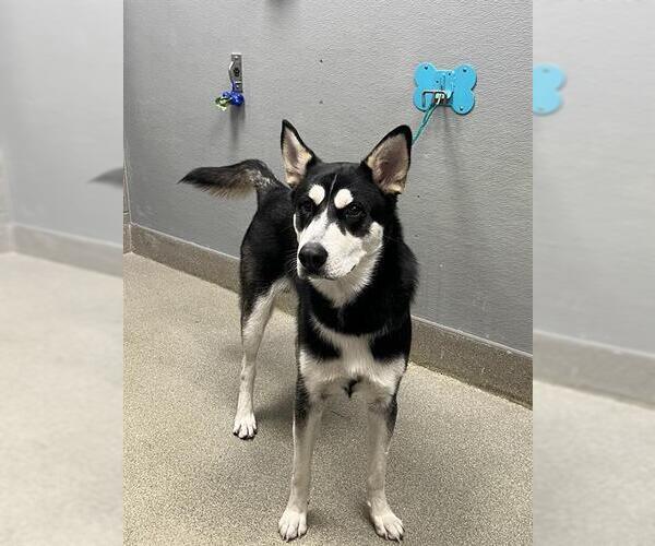 Medium Photo #1 Siberian Husky-Unknown Mix Puppy For Sale in Las Vegas, NV, USA