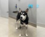 *ROCKET PAWS - Male Siberian Husky-Unknown Mix Dog for Adoption - Small photo
