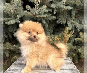 Pomeranian Puppy for sale in MIDDLEBURY, IN, USA