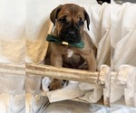 Small Photo #10 Cane Corso Puppy For Sale in CLINTON, MD, USA