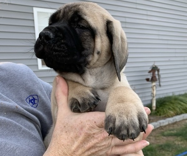 Medium Photo #2 Mastiff Puppy For Sale in SHELBYVILLE, IN, USA