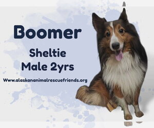 Boomer - Male Mutt Dog for Adoption - Photo #2
