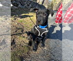 Small #9 Labrador Retriever