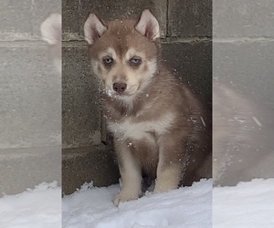 Siberian Husky Puppy for sale in BEAVER, OH, USA