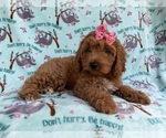 Small #1 Cavapoo (Miniature)