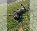 Small #2 Staffordshire Bull Terrier Mix