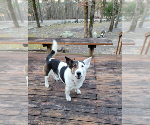 Medium Photo #2 Unknown-Welsh Corgi Mix Puppy For Sale in Boston, MA, USA