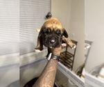 Small #51 Cane Corso-Saint Bernard Mix