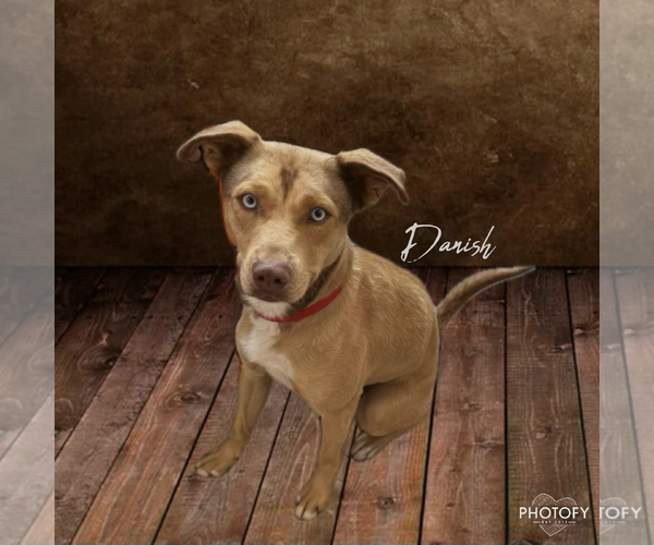 Medium Photo #1 Mutt Puppy For Sale in Rockaway, NJ, USA