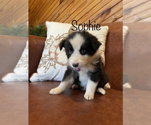 Australian Shepherd Puppy for sale in EXETER, MO, USA