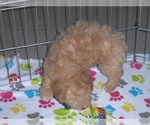 Small Photo #2 Poochon Puppy For Sale in ORO VALLEY, AZ, USA