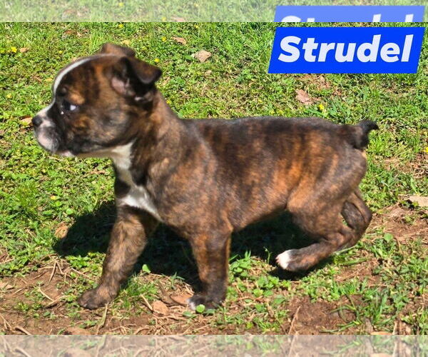 Medium Photo #2 Boston Terrier-Unknown Mix Puppy For Sale in Alexander, AR, USA