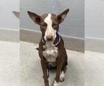 Small German Shorthaired Pointer Mix