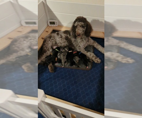 Medium Photo #1 Bernedoodle Puppy For Sale in MARSHALL, TX, USA