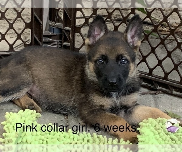 Medium Photo #1 German Shepherd Dog Puppy For Sale in ALTAMONT, IL, USA