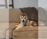 Small #1 Siberian Husky