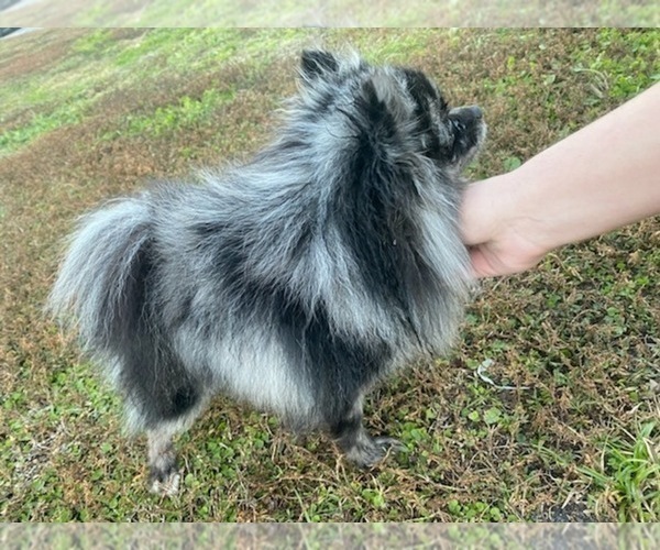 Medium Photo #1 Pomeranian Puppy For Sale in TITUSVILLE, FL, USA