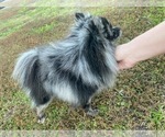 Small Photo #1 Pomeranian Puppy For Sale in TITUSVILLE, FL, USA