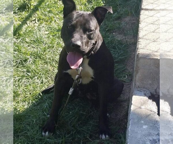 Medium Photo #8 American Pit Bull Terrier-Unknown Mix Puppy For Sale in Germantown, OH, USA
