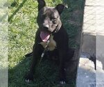 Small #7 American Pit Bull Terrier Mix