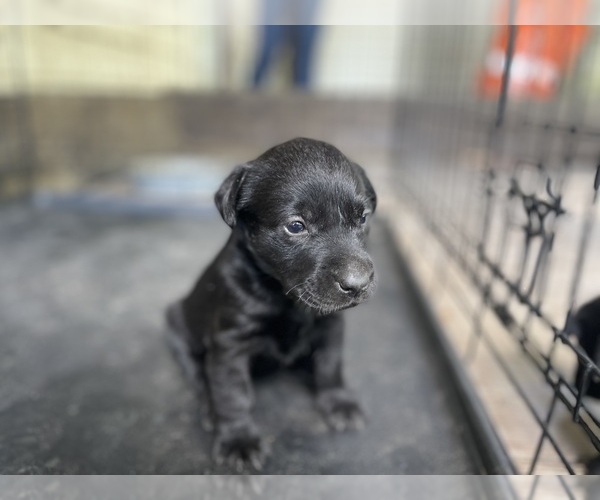 Medium Photo #5 Labrador Retriever Puppy For Sale in LUTZ, FL, USA