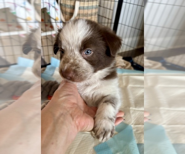 Medium Photo #14 Border Collie Puppy For Sale in MARYVILLE, TN, USA