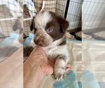 Small Photo #14 Border Collie Puppy For Sale in MARYVILLE, TN, USA