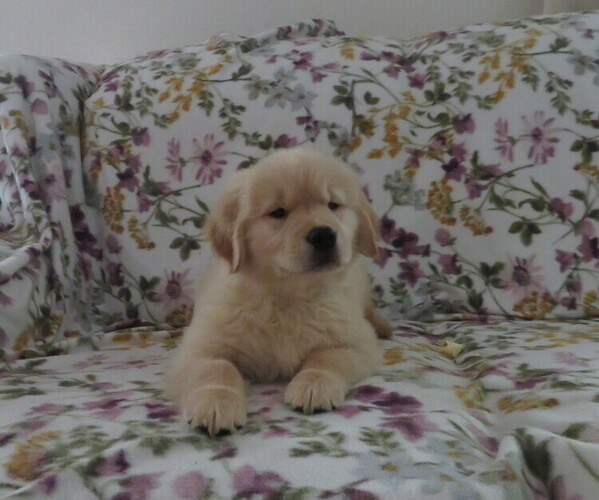 Medium Photo #4 Golden Retriever Puppy For Sale in MECHANICSVILLE, MD, USA
