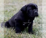 Small #1 Cane Corso