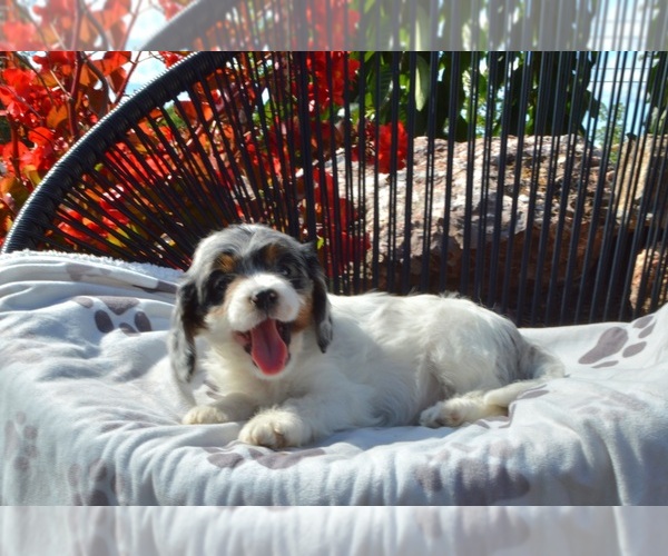 Medium Photo #7 Cavapoo Puppy For Sale in ELIZABETHTOWN, PA, USA