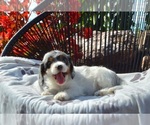 Small #2 Cavapoo