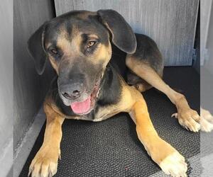 Mutt Dogs for adoption in San Antonio, TX, USA